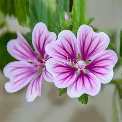 Mallow бонсай, красная роза, сад Терраса, community school, садовое насаждение пейзаж зеленение 100 шт. (jin kui)