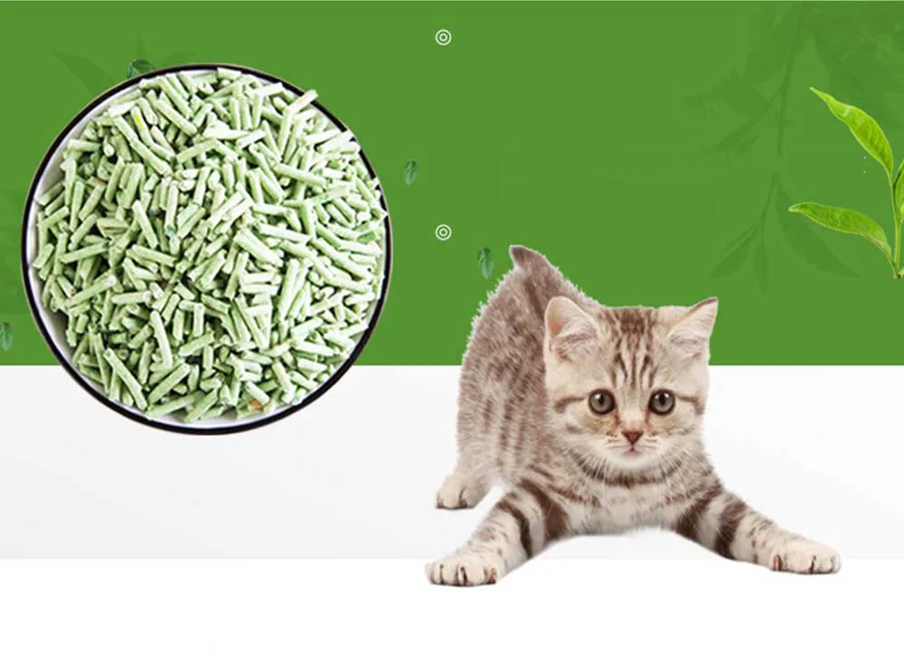 cats (8)