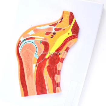 

life size Human Cross Section of shoulder joint in trauma anatomy skeleton dental anatomical condoms medical training manikins