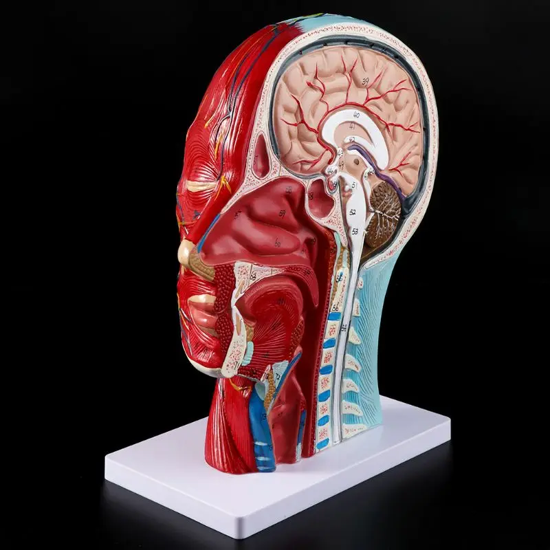 

Human Anatomical Half Head Face Anatomy Medical Brain Neck Median Section Study Model Nerve Blood Vessel For Teaching