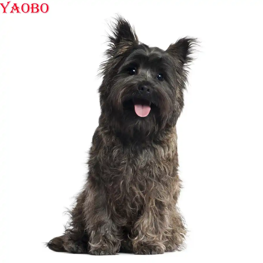 cairn terrier cross