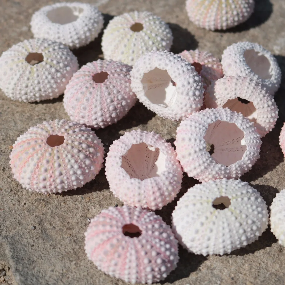 Hot sale Natural Conch Dream Pink Sea Urchin Shells Window Design