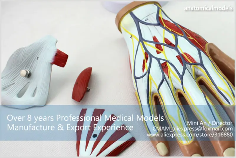 MUSCLE08 CMAM model 4-parts hand anatomy