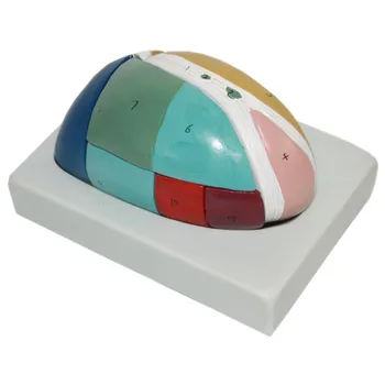 

Thalamus Anatomical Enlarge Model Thalamic Anatomy Magnification Model 6*9*13cm Nucleus Lateralis Nervous System