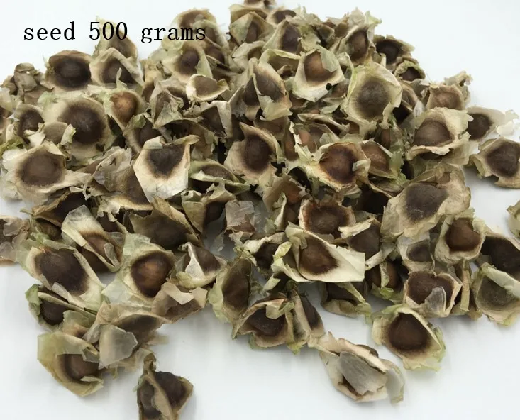 Высокое качество Моринги, Редьки Масличной семена - Цвет: 500g