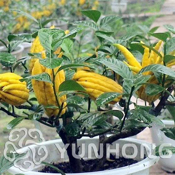 

10 PCS Heirloom Fructus Citri Sarcodactylis Mixed Bonsai Flower Eastern Plants Home Gaeden Pot Flamboyant Tree Rare Variety