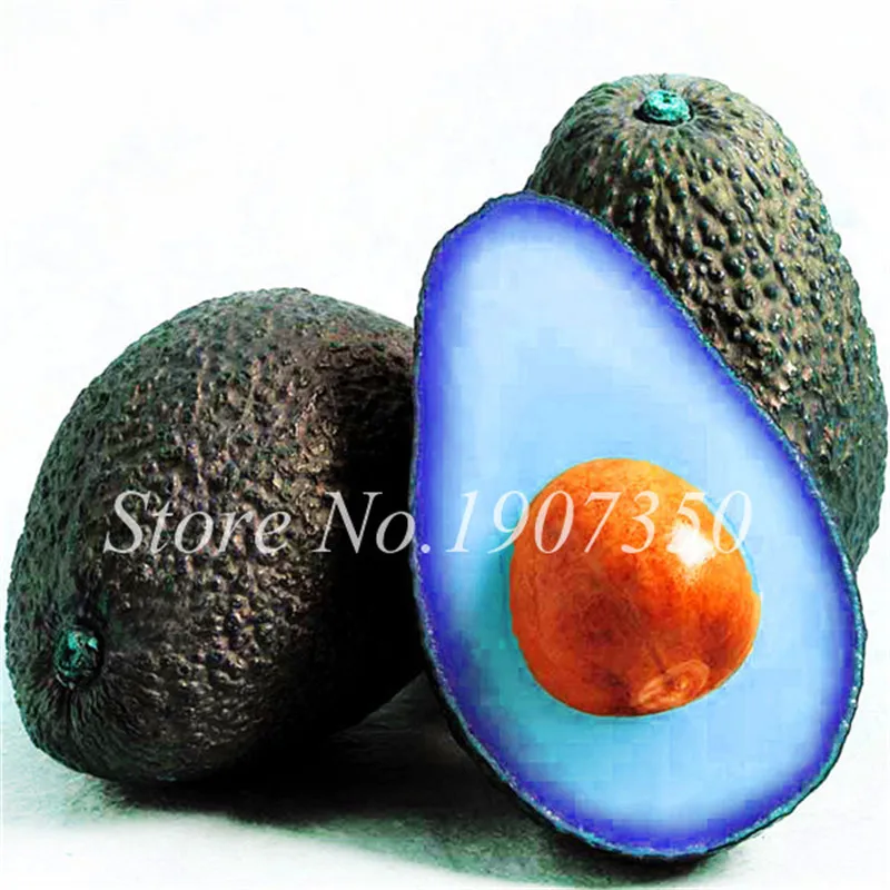 10Pcs Avocado Seeds Best Seeds Online Free Shipping Worldwide