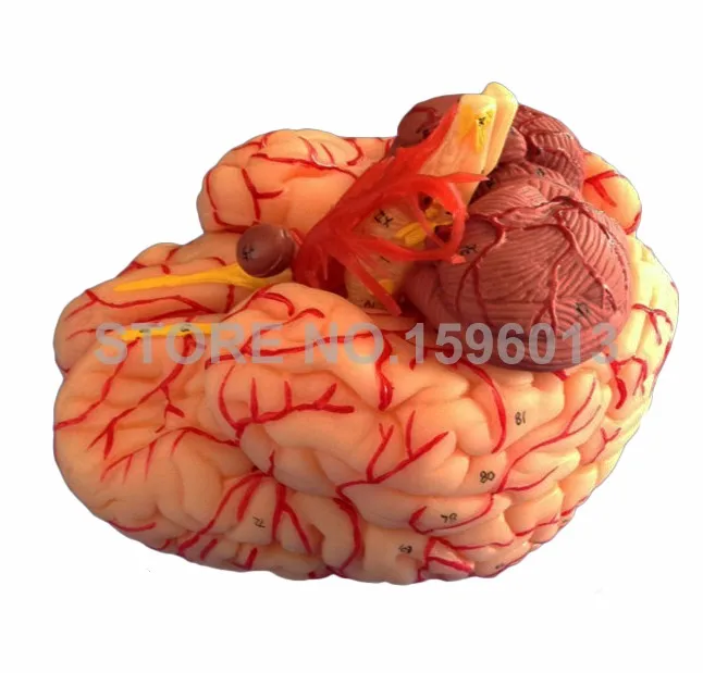 A18220 brain 3
