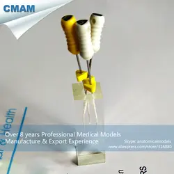 CMAM/12586 практика лечения зубов-корня канала, человек Оральный зубной медицинский обучение анатомическая модель