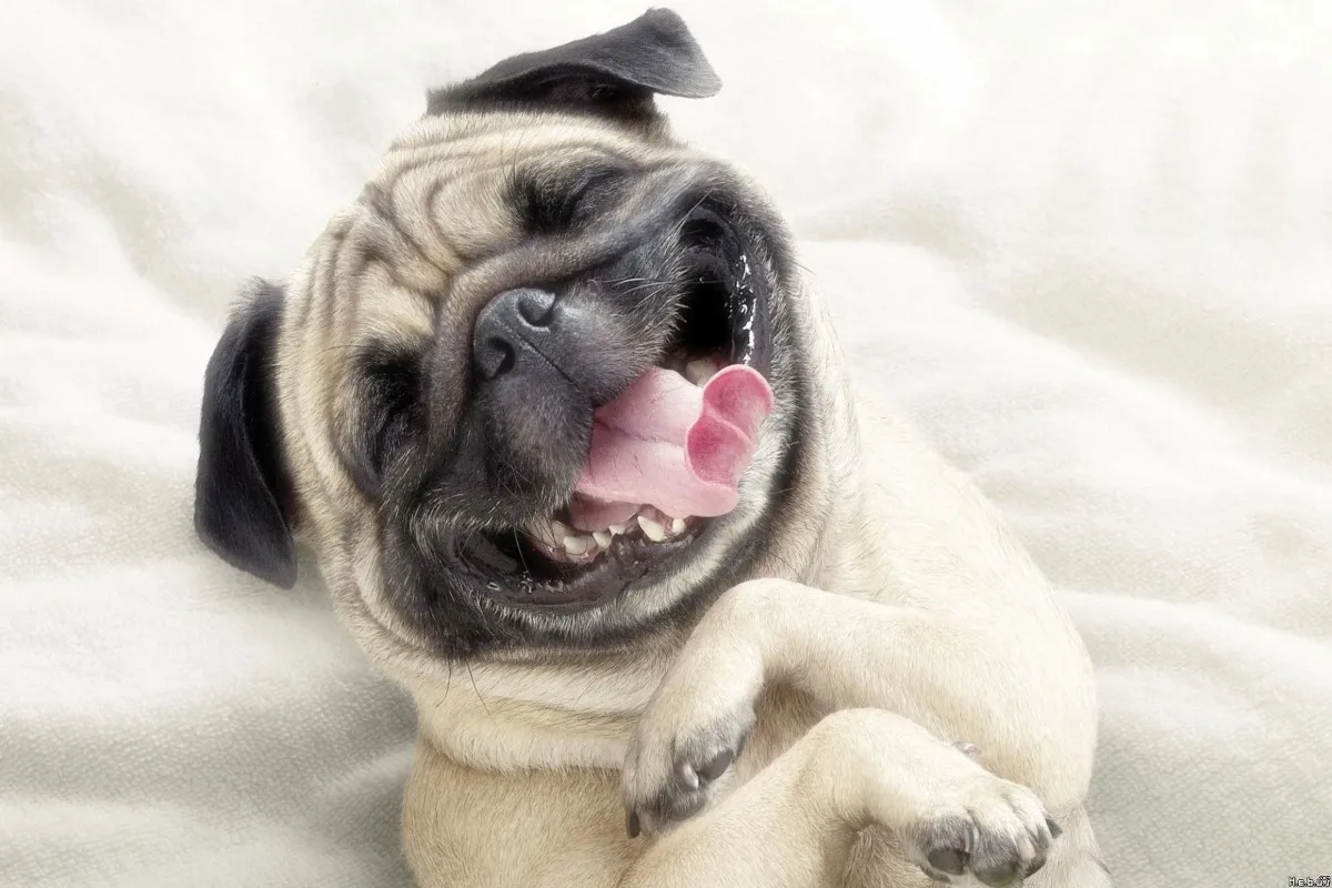 

wall art canvas fabric poster print (frame available) dog smiling funny picture PDW341 for room decor home decoration