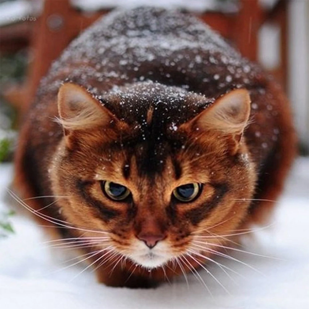 

LI LOYE Hot sale Diamond Painting Home Decor 5D DIY Cross Stitch Needlework Rhinestone Animal diamond embroidery Snow cat RT625