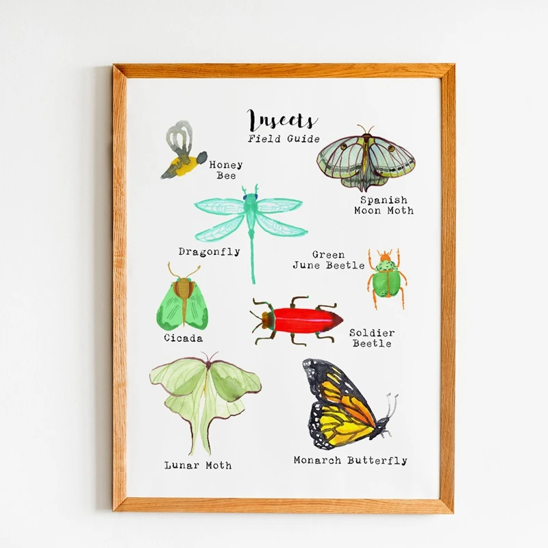 

Insect Field Guide Poster Art Canvas Painting Wall Picture Colorful Nature Science Art Prints Kids Room Nursery Art Decoration