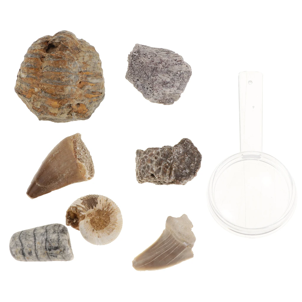 Rock & Mineral Collection PK664 Real Specimens Geology Science Kit Earth Science Toy - Pack of 7