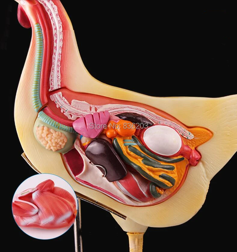 Медицинская курица анатомическая модель животного мужской член Скелет хирургическая Анатомия травматические пистолеты инструменты
