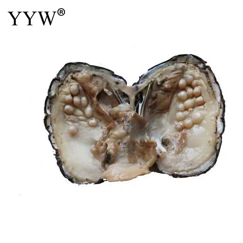 

Vacuum Pack Oyster Wish Freshwater Pearl Mussel Shell With Pearl 2017 new arrival Mysterious Gift Surprise Vacuum pack pearl