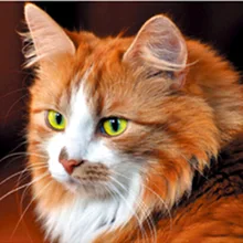 На заказ Алмазная картина eigen foto Кошка Животное Мандала 5D DIY Алмазная картина полный квадратный/круглый фильмы для украшения дома балет