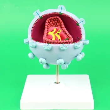 

AIDS Virus Structure Model Biology Teaching Medical Teaching Aids Lab Equipment Laboratory Equipment Human Biology Anatomy Model
