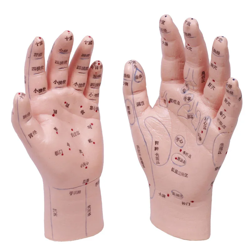 Hand Acupuncure And Child Massage Infantile Tuina Model Unit Reflexology Zone One Pair, Marked In Chinese Character.