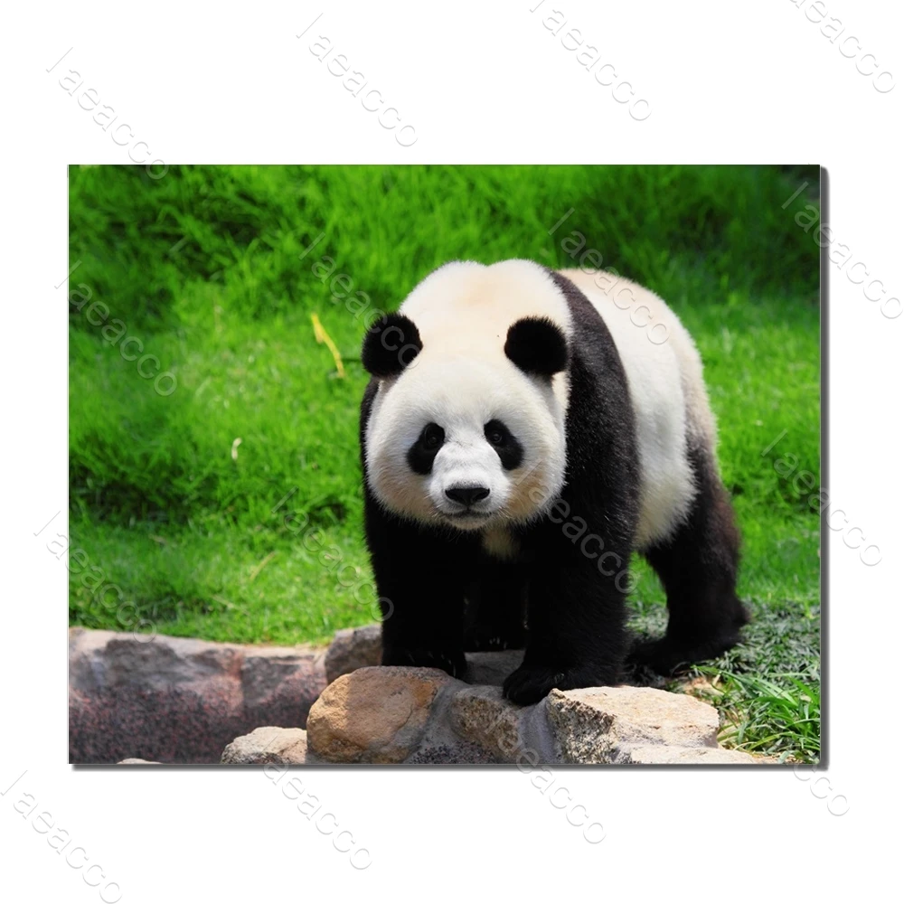 

Vintage Cute Chinese Panda Animal Posters and Prints Wall Artwork Canvas Printing for Home Decor Bedroom Decoration No Frame