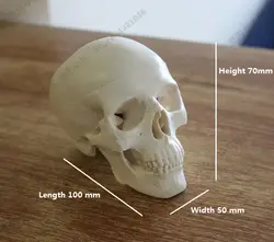 Малый Пластик рисунок черепа человека анатомические Анатомия головы набросок Рисунок Модель инструмент для обучения рисованию