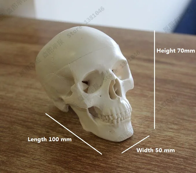 Череп маленьких людей. Череп пластиковый. Череп человека пластиковый. Череп пластиковый для художников. Череп пласт анатомия.
