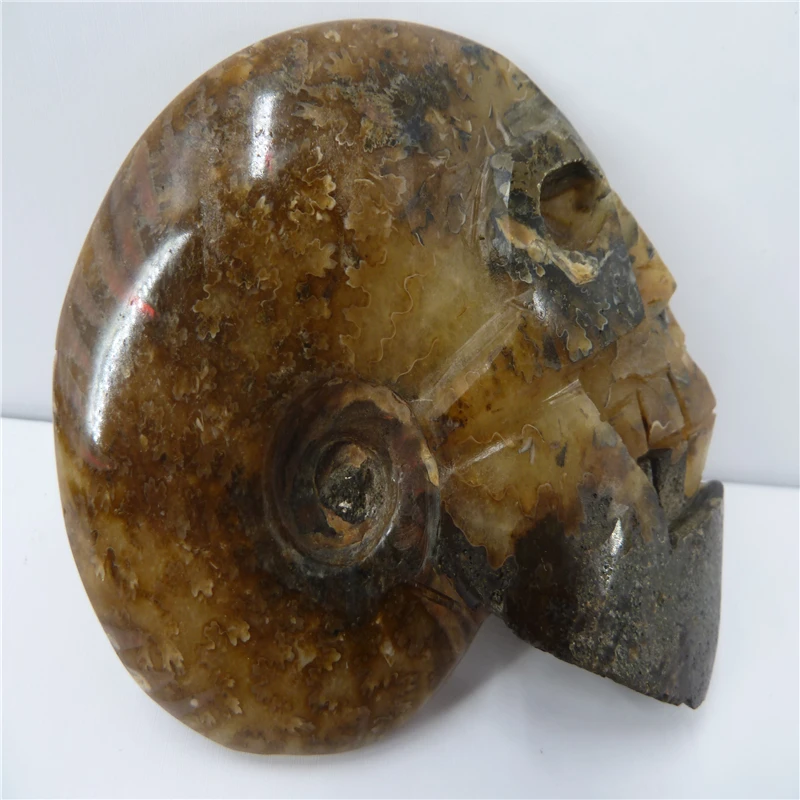 

NATURAL Conch fossil Crystal carved skull HEALING T473