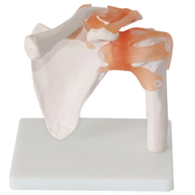 

Human Shoulder Joint Model,Anatomical Bone Model with Ligament
