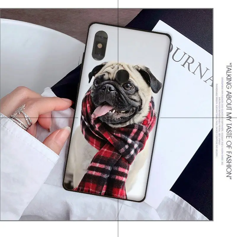 Animal cute pug