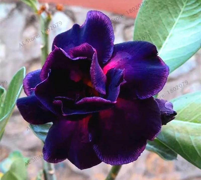 РЕДКИЕ смешанные цвета роза пустыни с украшением в виде чехол с изображением сердечка цветка, 5 шт./упак., бонсай растения для дома и сада - Цвет: 6
