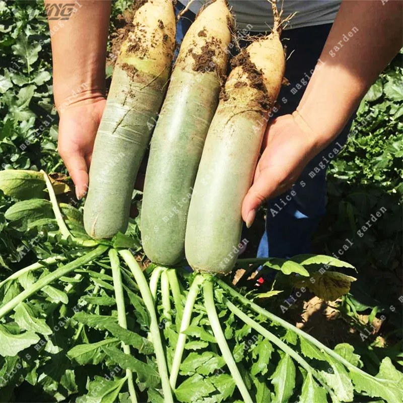 

ZLKING 100PCS Green Sweet Radish Organic Vegetables and Fruit Delicious Home Garden Bonsai Plant Healthy Fast Growth