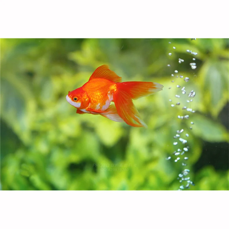 

Needlework Goldfish picture Cross Stitch Full Diamond Mosaic Diy 5d Diamond Painting Aquarium Fish Home Decor Gift Animal