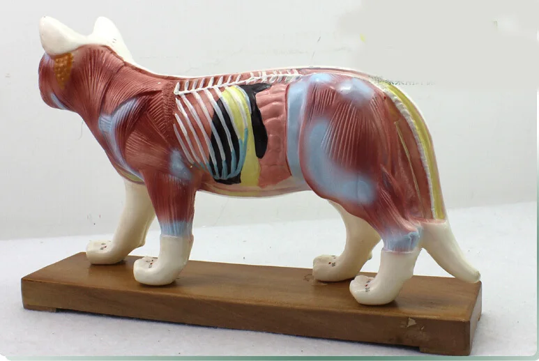 Modeles Anatomiques D Acupuncture Pour Chat Modele Educatif Point D Acupuncture Aliexpress