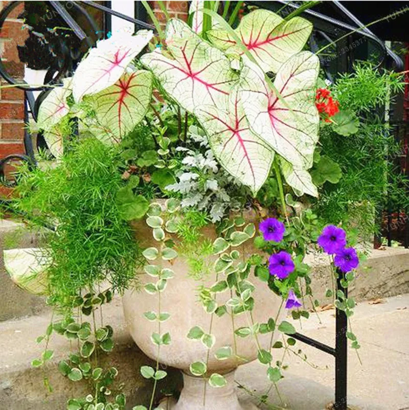 100pcs Janpanse Bonsai Coleus plant Foliage Plants Perfect Color Rainbow Dragon bonsai Beautiful Flower Plant Garden Semente 100pcs Janpanse Bonsai Coleus plant Foliage Plants Perfect Color Rainbow Dragon bonsai Beautiful Flower Plant Garden Semente