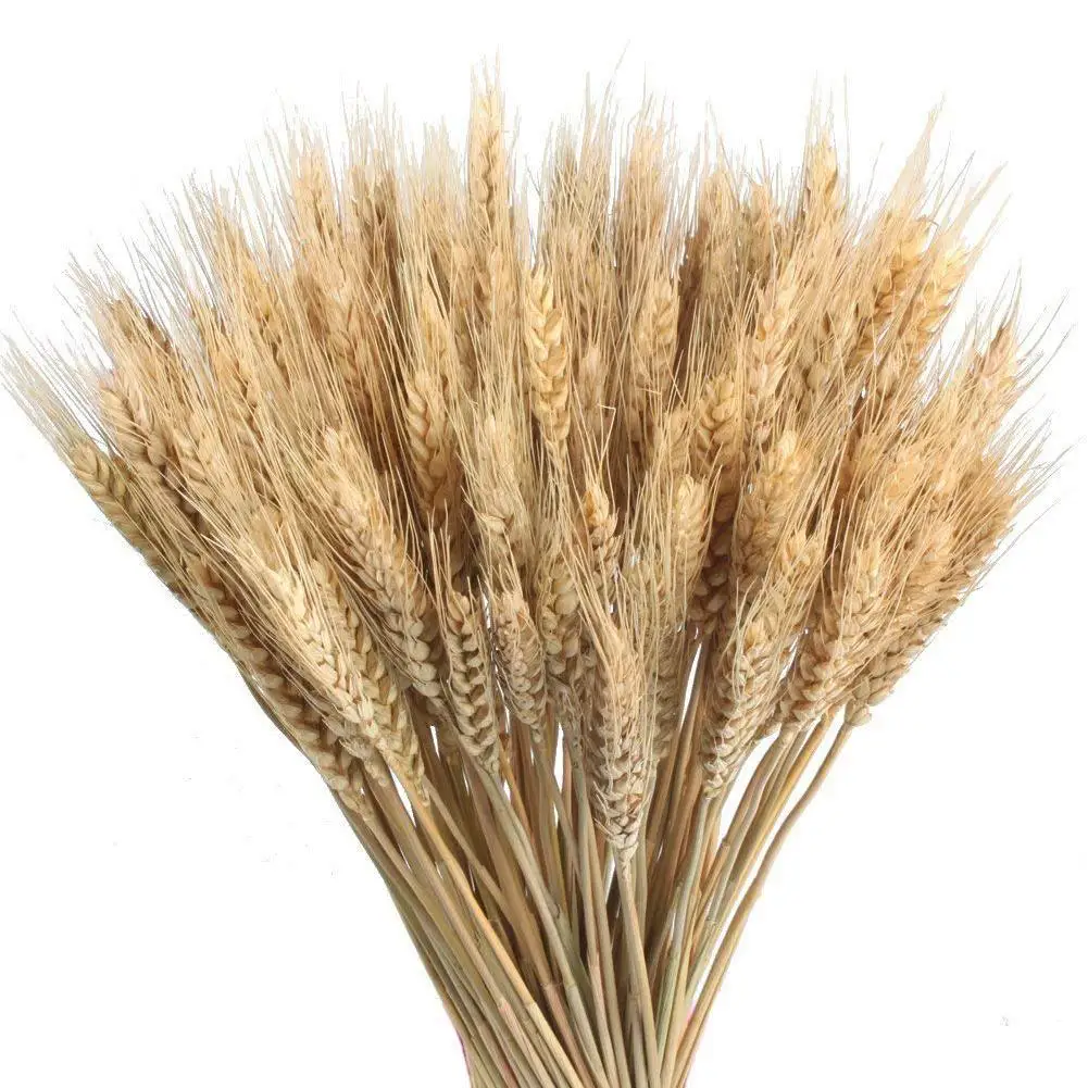 100 шт большие пшеничные сушеные цветы садовые растения натуральные основные цвета настоящая пшеничная пачка своими руками Свадебные украшения домашний декор