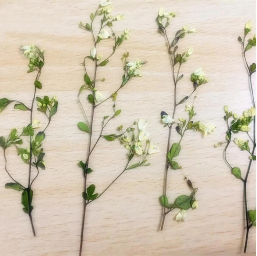 

100pcs Pressed White Dried 7-10cm Flowers with Stalks For Jewelry Postcard Phone Case Craft DIY Accessories