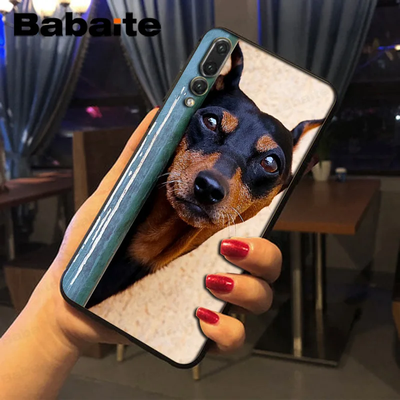 black Dachshund Doberman Dog face
