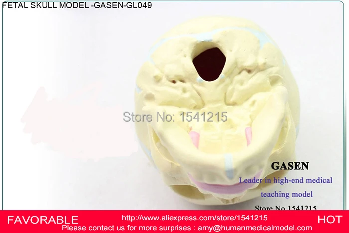 

MEDICAL HUMAN BODY ANATOMICAL CHILDREN INFANTS MEDICAL FETAL MODEL BABY FETAL MODEL SKELETON SKULL MODEL GASEN-GL049