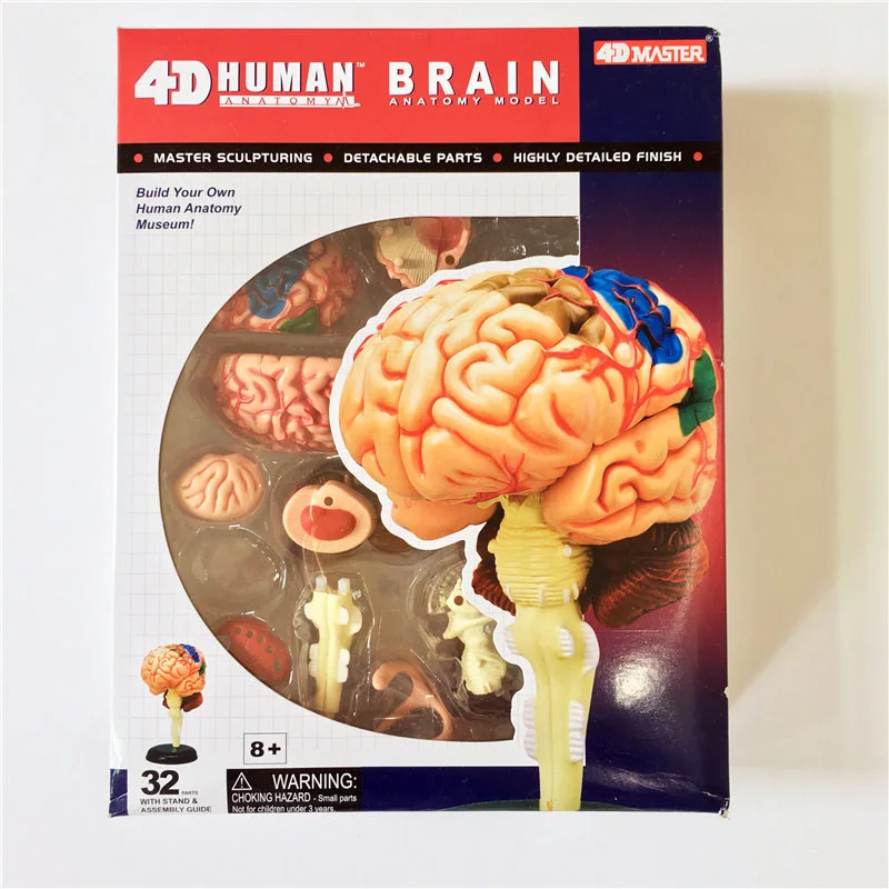 

4D master Human brain model structure model assembled Anatomy dimensional model 32pcs set free shipping