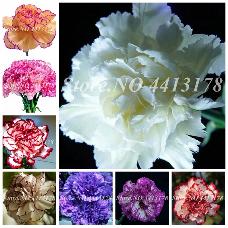 

New Arrival! 50 Pcs Mini Carnations Bonsai Balcony Potted Plants Dianthus Caryophyllus Mother Flower For Home Garden Free Ship