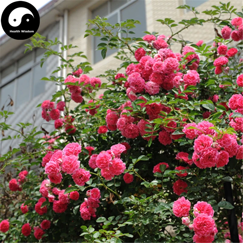 Buy Chinese Rose Tree Semente 200pcs Plant Flower Wild