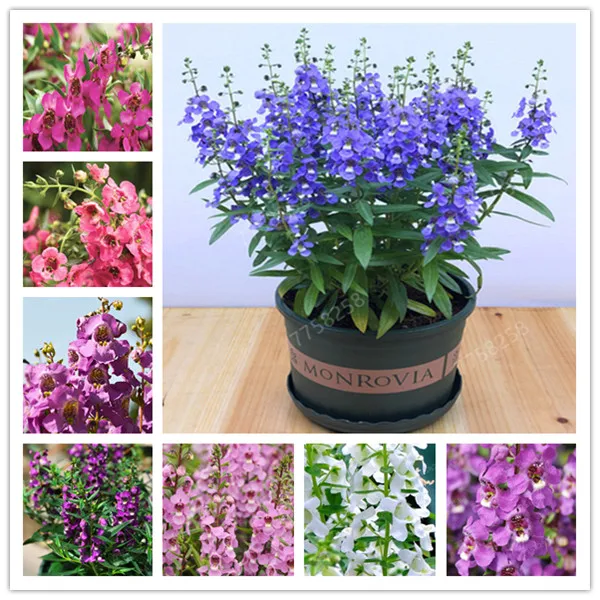 

20 Pcs 100% True Angelonia salicariifolia Humb Bonsai Exotic Mix plant Beautiful Flowers Balcony Bonsai MultiColor Petals