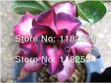 20 семена — свежий редкие » фиолетовый город » Adenium Obesum семена — бонсай семена
