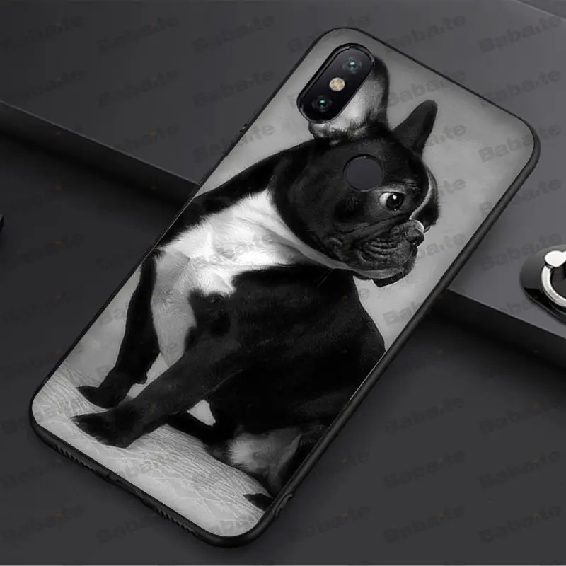french bulldog dog