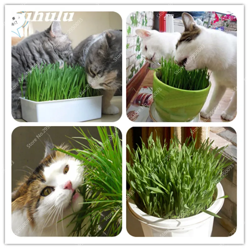 

500 pcs /Bag Cat Grass Home Garden Lovely Foliage Plant Flower Indoor Bonsai Flower Pot Plant New wheat