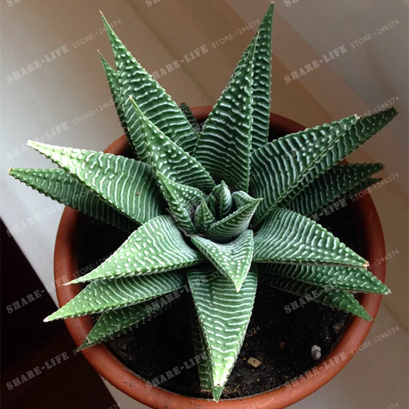 

100pcs Aloe Vera Bonsai Haworthia Fasciata Succulent Plant RARE JAPANESE Mini Milk Flower Bonsai For Home & Garden