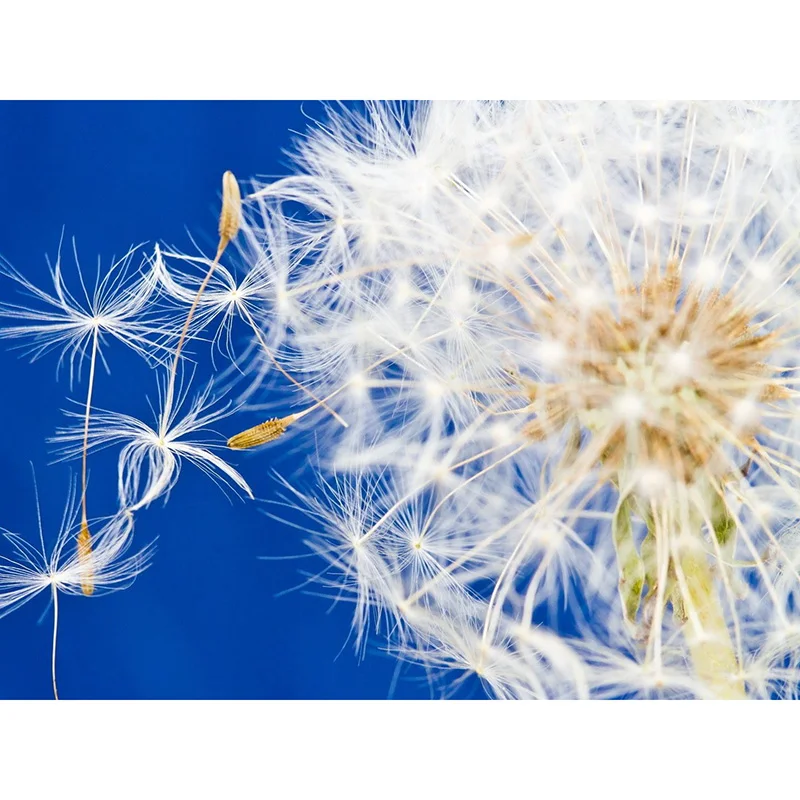 

Full square/Round drill Diamond embroidery Dandelion flying 5D DIY diamond Painting Cross Stitch Rhinestone Mosaic E23