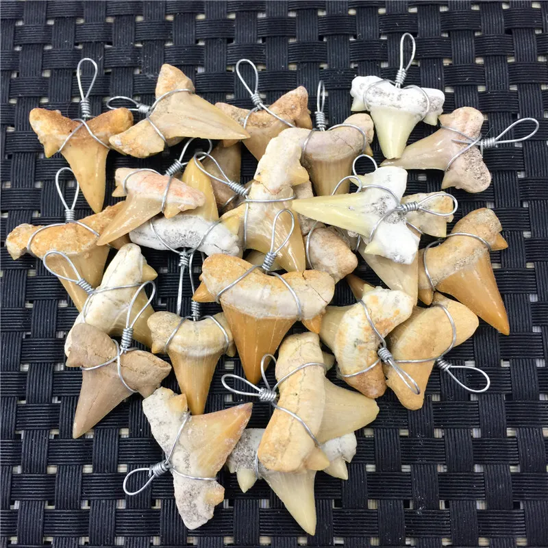 1PC Natural Animal Fossil Shark Teeth Pendant Fossil Mineral Specimens For Collection WoMen's Men's Necklace As Gift