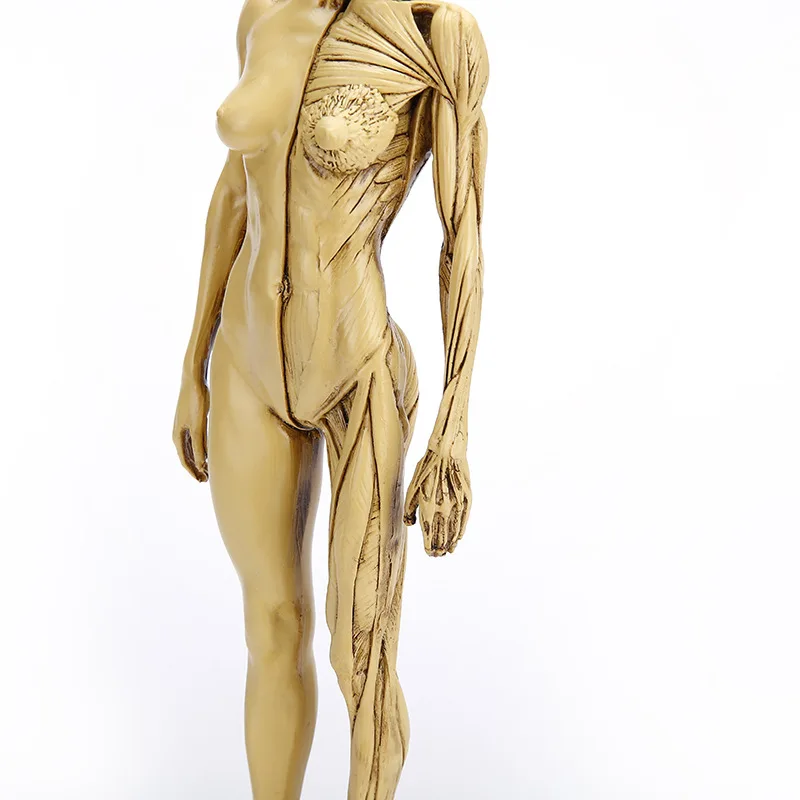 

Mannequin female Medical teaching resin crafts Human anatomical model Home decoration