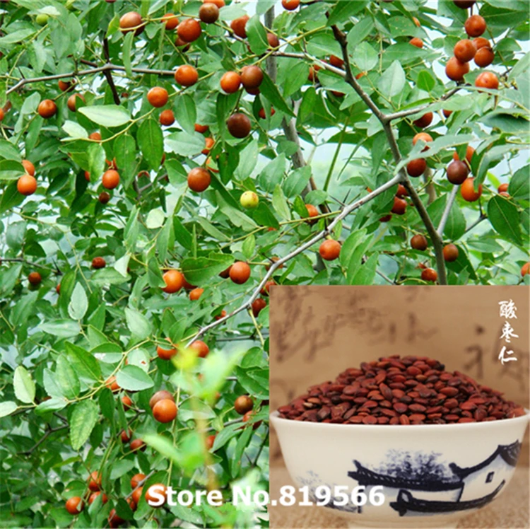 

New Dried Spinosae 100g organic Jujube seed health care chinese natural food Suanzaoren