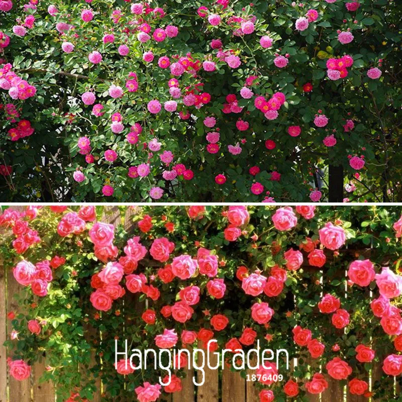 Лидер продаж! 100 шт./пакет красивый романтичный 6 различных Цвет плетистая Роза бонсай Роза Multiflora многолетние декор,# ZIU3VN